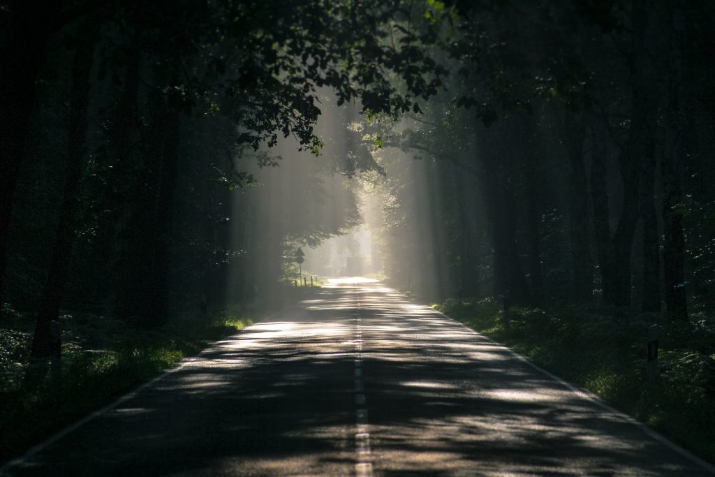 Sunlight shining through thick green trees along a road