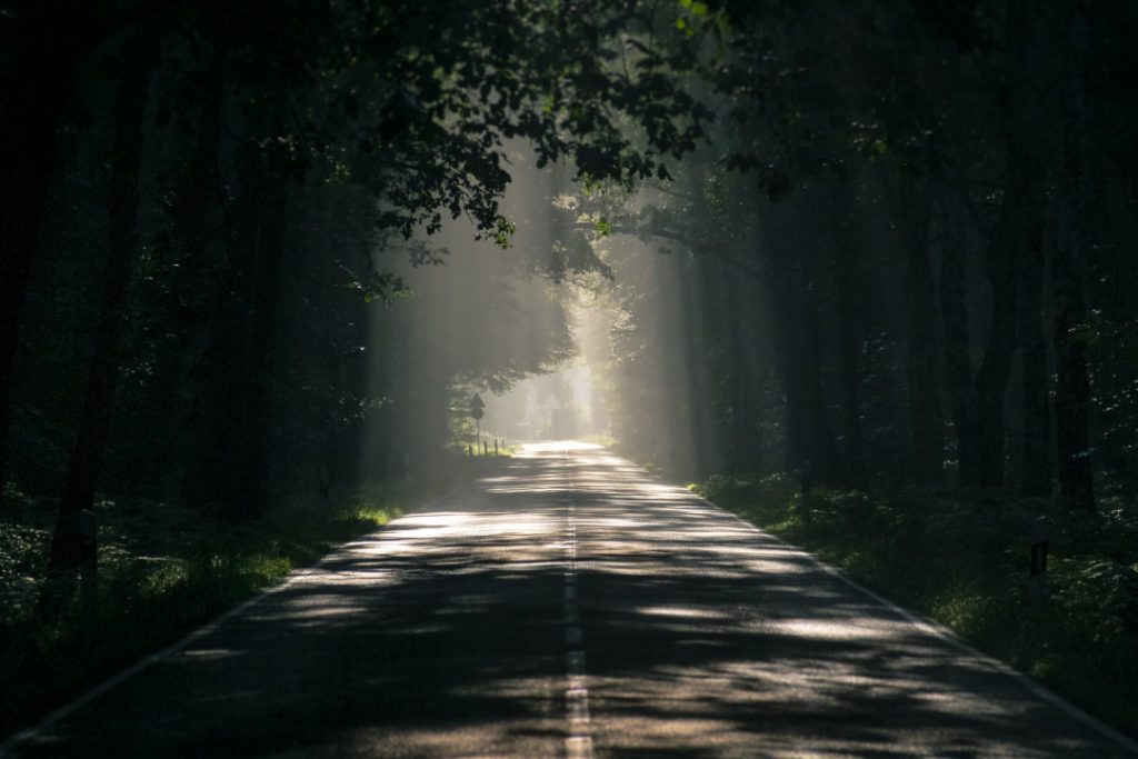 Sunlight shining through thick green trees along a road